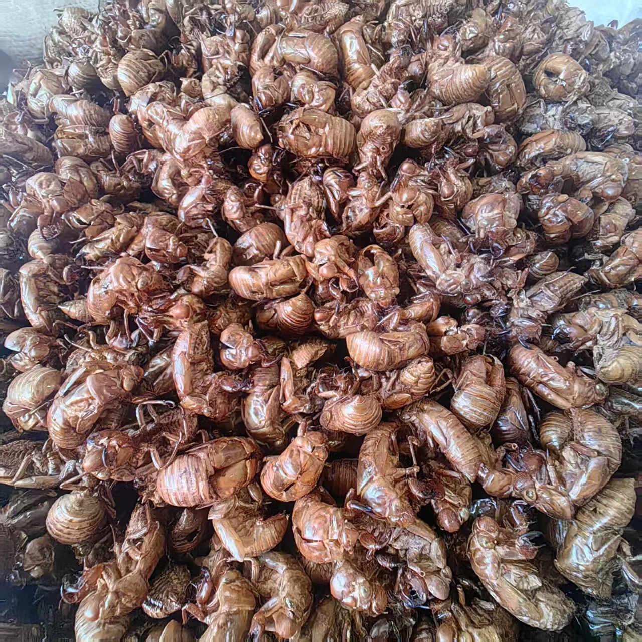 Cicada Slough Chan Tui 蝉蜕 Dried Whole Herb Water Washed Sulfur Free 500g key features