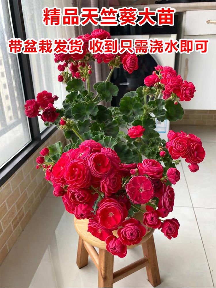 重瓣天竺葵盆栽花苗大花四季开花不断洋绣球苗室内阳台好养的花卉