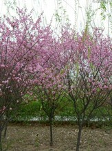 Թ ʒɽֱN  NҎ ƷNRȫ t~