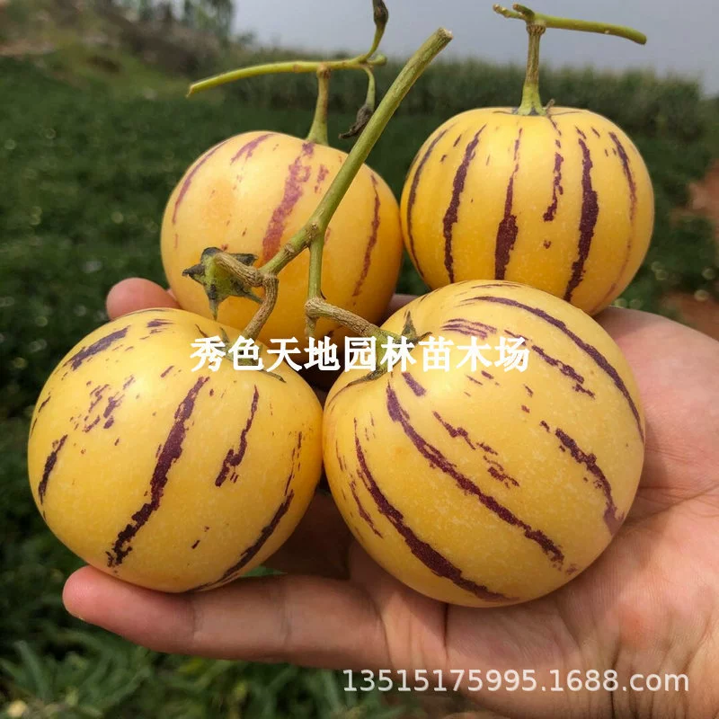 Дыня, Solanum Дыня, Долголетие Плоды Рассада Дерева Четыре Сезона Женьшень Фрукты Рассада В Горшке Жизнь Фрукты Ароматные Груша Рассада Посадка в Южной