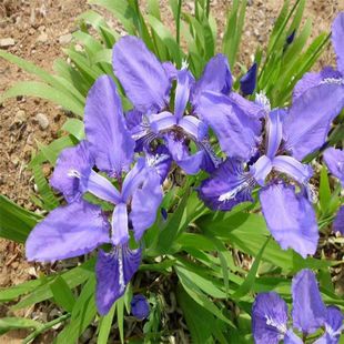 �R�m���N���Rɏ�R�A�ͺ��͝����}�|�m���ԏ��������ļ��_���׻�