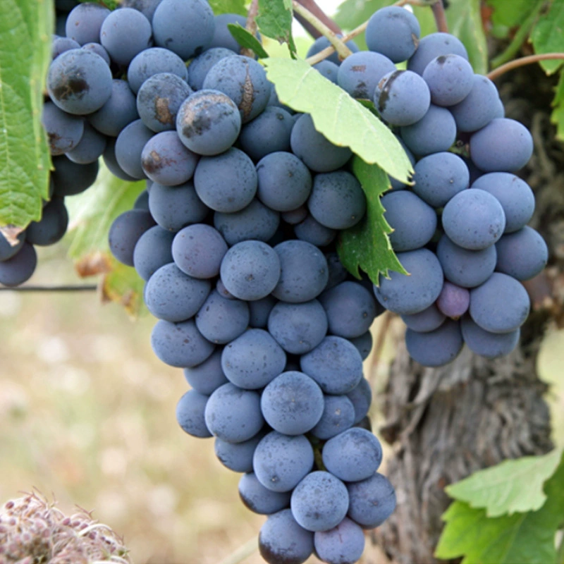 База Оптовая Каберне Совиньон Виноградные саженцы Сад Фруктовые деревья Рассада Вино Виноградная рассада Посадка на юге и севере