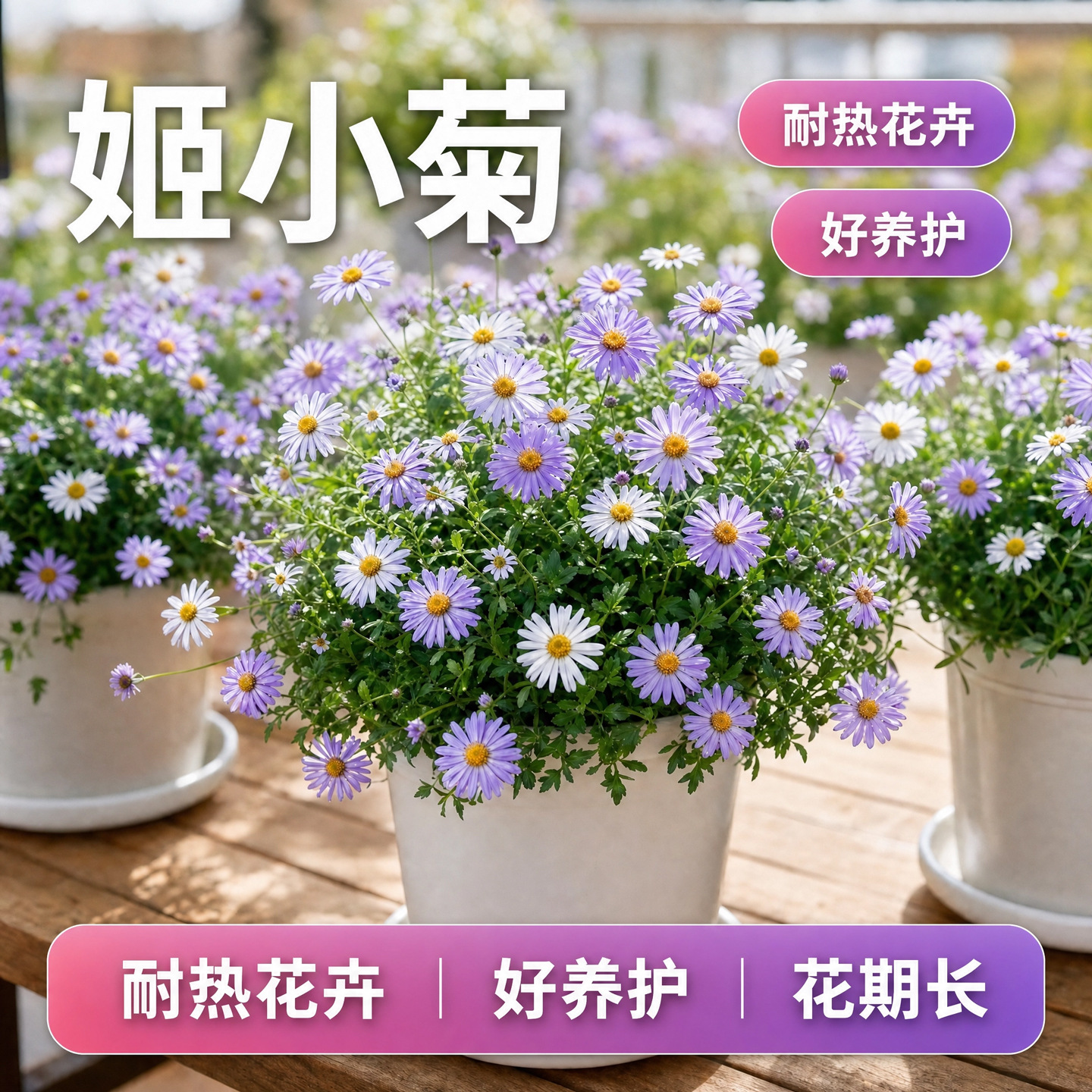 Potted Chrysanthemum with Flower Buds, Perennial Chrysanthemum Seedlings, Four-Season Flowers, Balcony and Garden Flowering Plants, Marguerite
