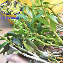 铁皮石斛苗裸苗1斤5-6月花期石斛基地批量发货种植新鲜发货大货