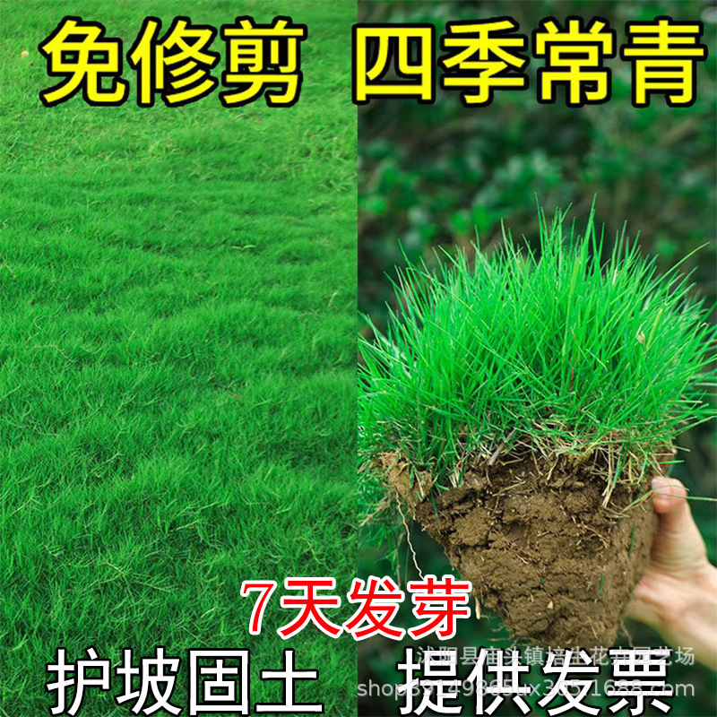 Grass Seeds, Lawn Seeds, Rye Grass, Tall Fescue, Early Maturing Fescue, Evergreen Grass, Drought-Resistant, Heat-Tolerant, Bermuda Grass, Slope Protection Green Grass Seeds, Lawn Seeds, Rye Grass, Tall Fescue, Early Maturing Fescue, Evergreen Grass, Drought-Resistant, Heat-Tolerant, Bermuda Grass, Slope Protection Green