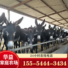 河间驴苗 养殖场供应三粉驴哪里卖的 德州驴价格毛驴驴崽出售