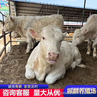 ��������ţ  �����R��ţ ����Сţ�� ����ţ �����Sţ