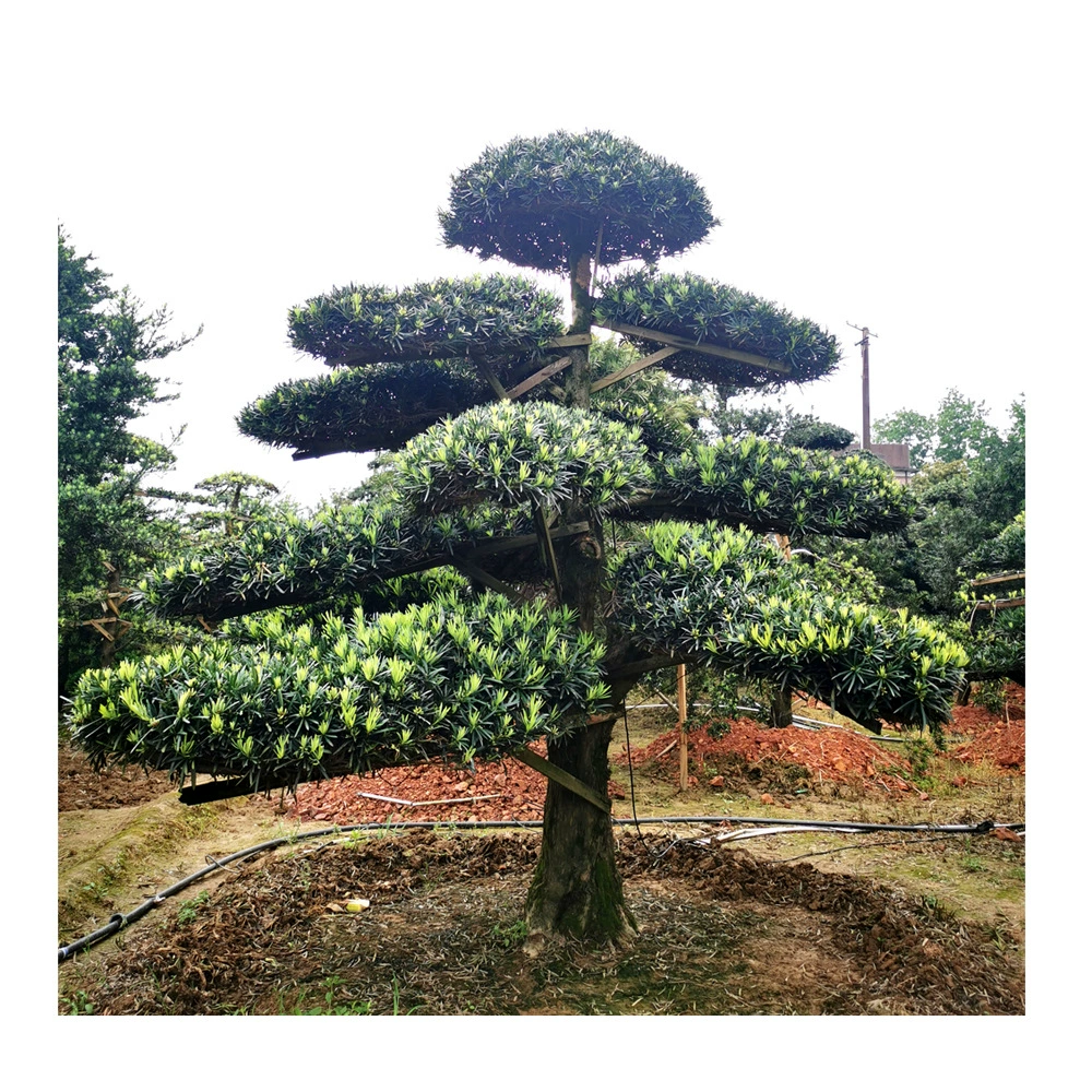 Базовая форма Podocarpine с диаметром земли 20 см в форме дерева Листья полный двор вилла Пейзаж форма дерева Podocarpine