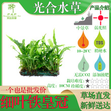 ���~�F�ʹ�¹���F�ʹں�ľާ��ľާ�������~�F���~�Fˮ���~���쾰