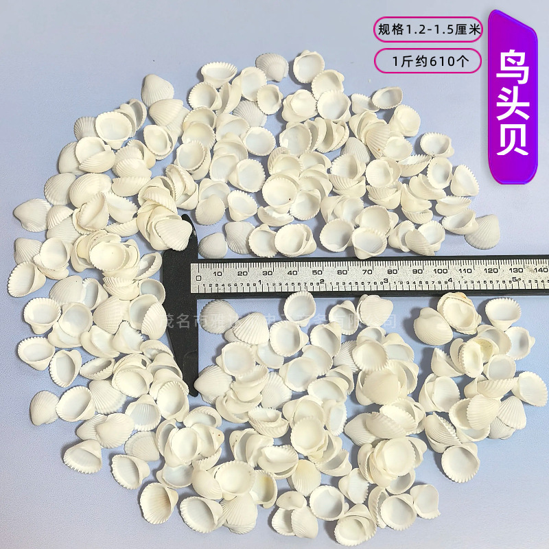 天然法螺貝 卸売供給源 魚水槽造園 工芸品 消耗品 1-10cm シェル|undefined
