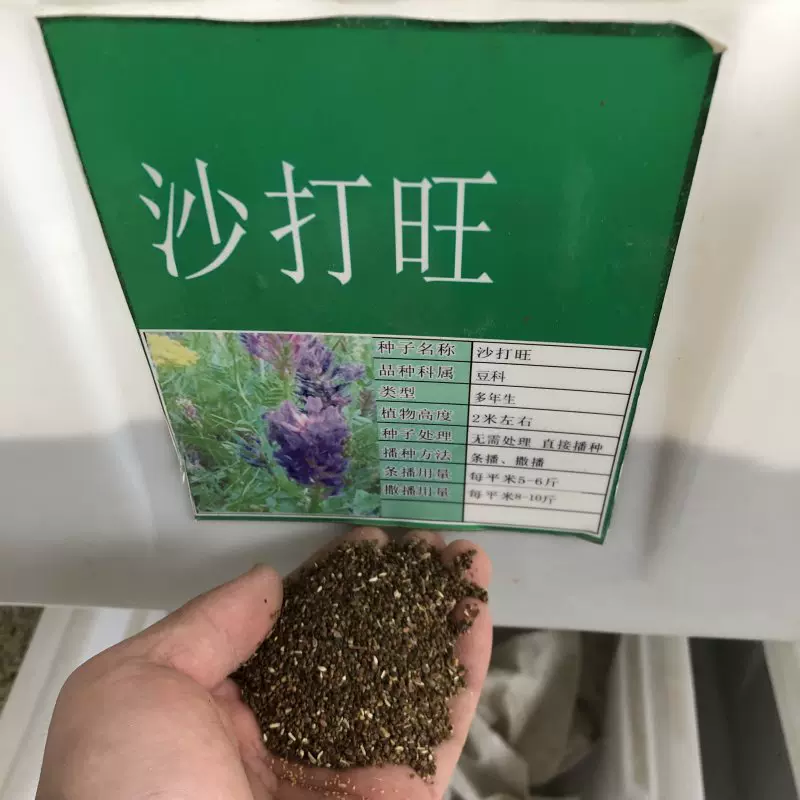沙打旺种子护坡固土牧草种子耐盐碱耐寒耐旱多年生四季种子