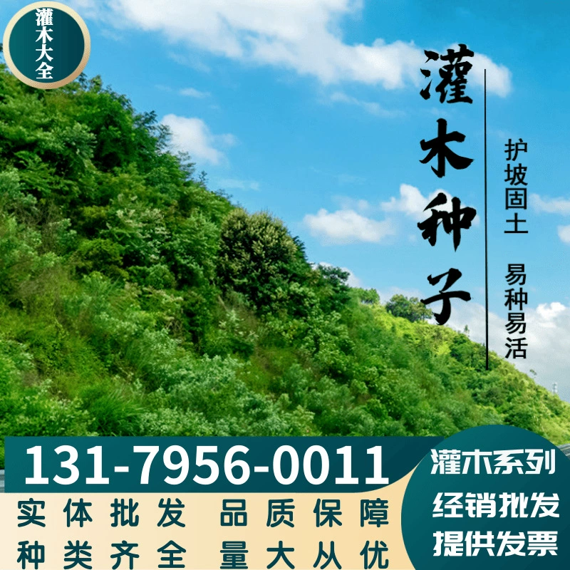 Семена кустарника Amorpha fruticosa Crotalaria фасоль Leucaena семена Озеленение и фиксация почвы Вечнозеленая защита склонов Семена газонных трав