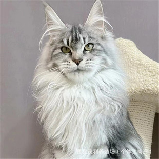 С�����Ɓ����_؈����w�y��������ﱪ؈������˾ɭ��؈��؈