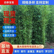 一件代发竹子苗庭院四季青植物北方耐寒紫竹苗早园竹罗汉大型毛竹