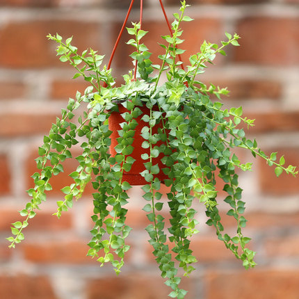 심장수백만개(작은 화분) 심플한 거미식물 화분 약 10개