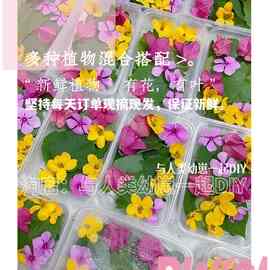 植物拓染鲜花 新鲜树叶花卉绿植 捶花拓草材料 拓印植物新鲜材料