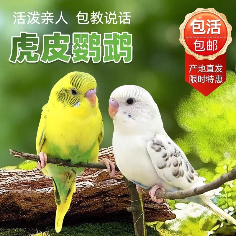 Budgies, live birds, pet birds, talking birds, live birds, hand-raised pet birds, cockatiels, young birds, small birds Budgies, live birds, pet birds, talking birds, live birds, hand-raised pet birds, cockatiels, young birds, small birds