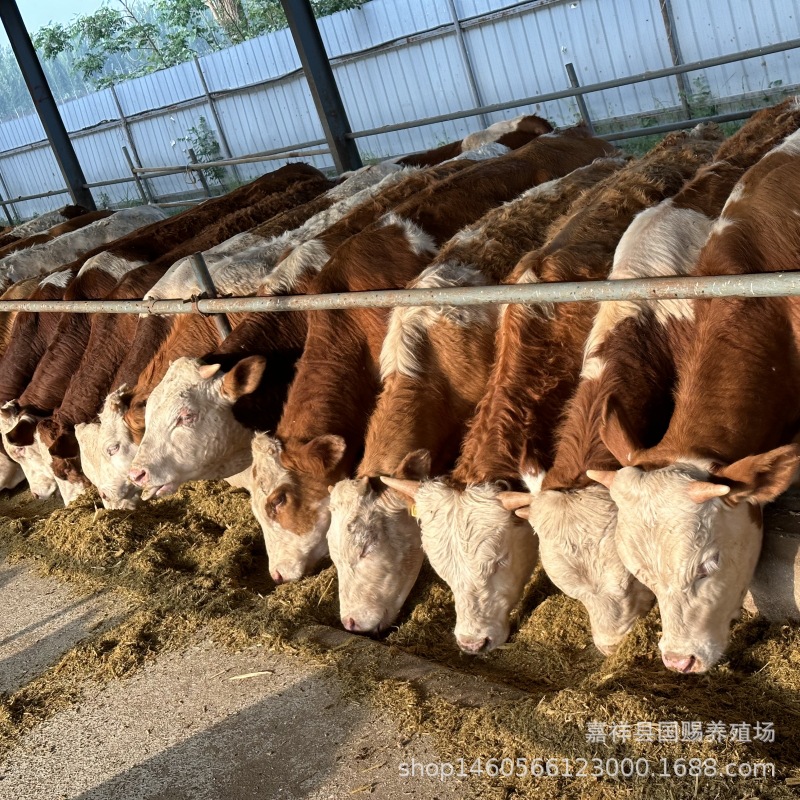 改良肉牛苗活体批发鲁西黄牛价格 哪里有卖活牛犊 西门塔尔牛犊的