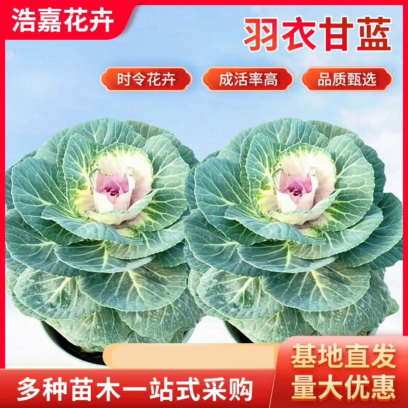 Капуста многолетняя цветочная в горшке, зимняя трава, цветочные рассада в горшках, морозостойкая цветочная капуста, красочная капуста