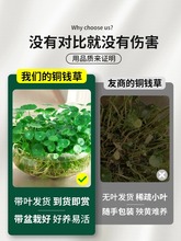 大叶铜钱草四季水培植物盆栽室内客厅办公室水养金钱草花卉花种籽