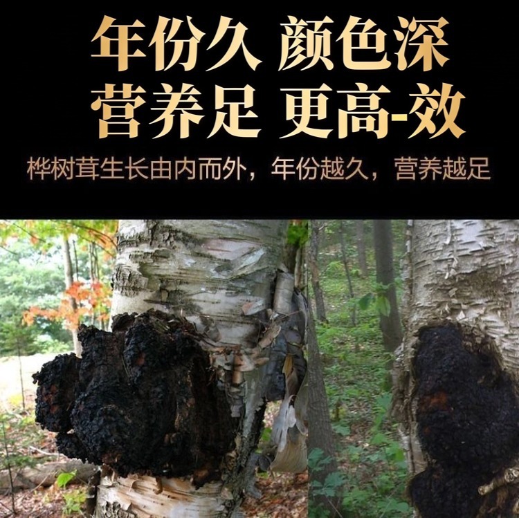 Wild Birch Chaga Mushroom Dark Extract Deep Aged Direct From Origin 500g Culinary Use key features