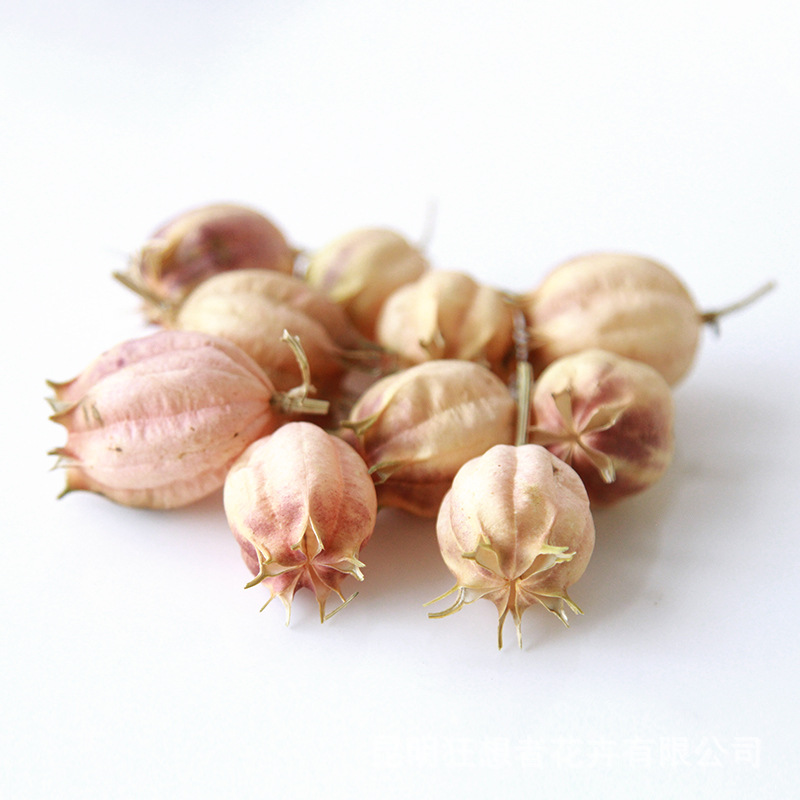 Fantasy Source Factory Black Seed Grass Natural Dried Flowers Real Flowers Indoor Home Decoration Flower Arranging