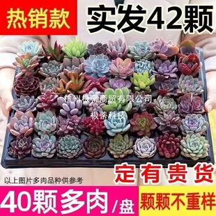 ����ֲ�ﾫƷ���������������ܾGֲ�M�����������ײ�ֱ�l