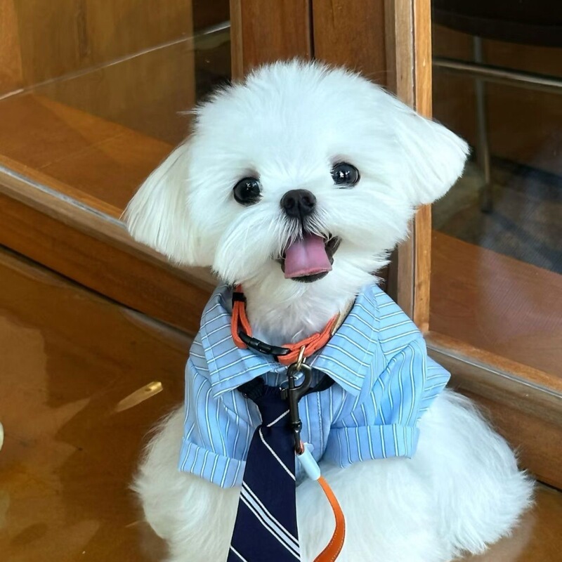 High-Sense Boyfriend~Pet Cat Clothes Spring and Summer Thin Cocker Highland Shirt Teddy Puppy Summer Clothes Male Dog