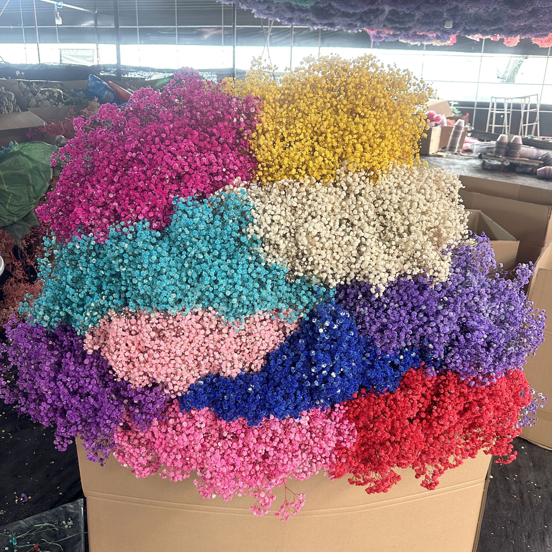Everlasting Flower Full Sky Star Preserved Flower DIY Dried Flower Bouquet Home Decoration Flower Material Millet Flower Yunnan Factory Wholesale 