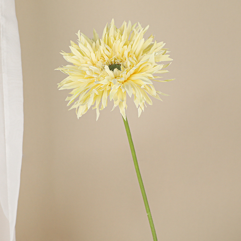 브러시 거베라 [크림 옐로우]