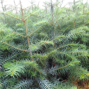 ����ֱ�l��ɼ�a��ֱ�N�쾰�������B������