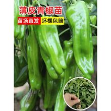 ļƤཷ߮aƤƤཷ粻Kݽ̨N