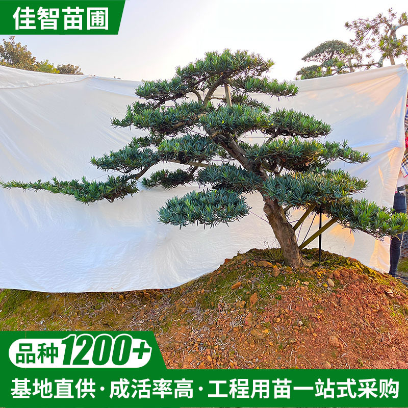 Hunan Base House Courtyard Gate Welcome Tree 5.1m Crown Length Long Slanted Floating Water Podocarpus Wholesale Hunan Base House Courtyard Gate Welcome Tree 5.1m Crown Length Long Slanted Floating Water Podocarpus Wholesale
