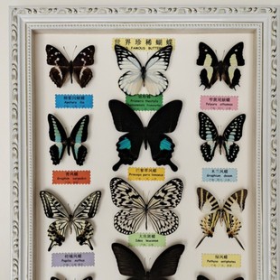 Shallow Zhu Zhen set table hanging picture insect photo frame teaching children's toys home decoration wedding birthday gift