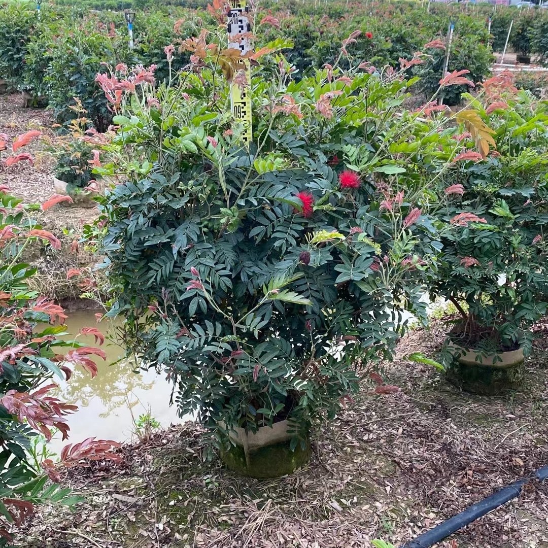 红绒球绿篱植朱缨花中山灌木基地批发-阿里巴巴