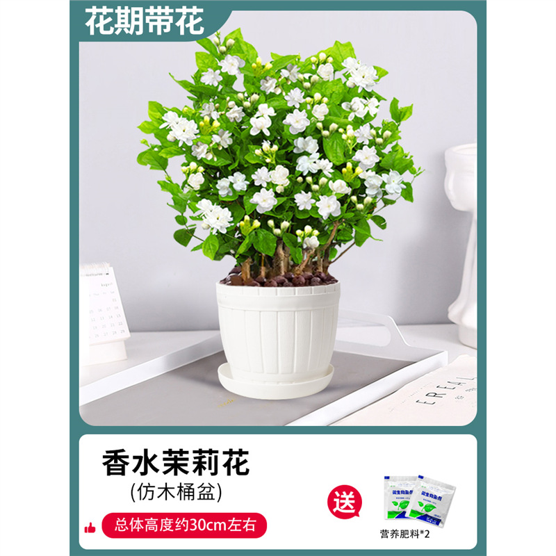 고급 재스민 10개(모조 나무통 화분) + 비료