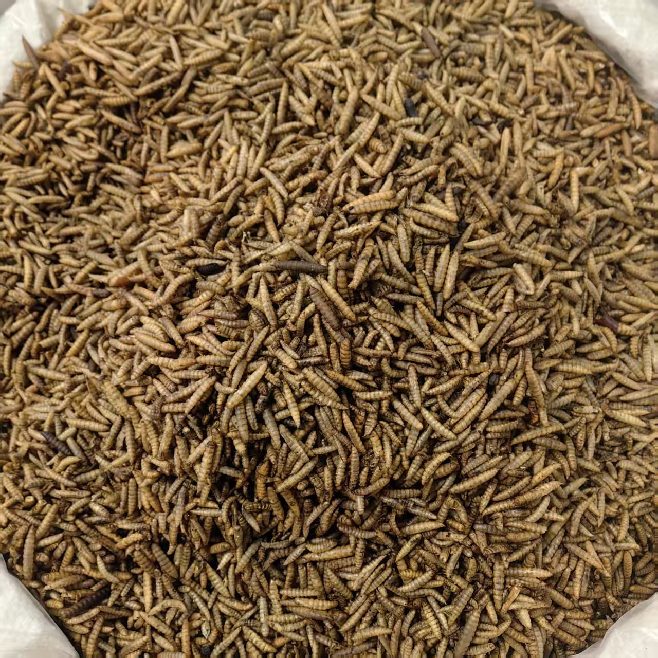 Wugu Chong Boneless Insect Dried Whole Herb 500g Guangxi Origin Traditional Chinese Herbal Ingredient quality and texture
