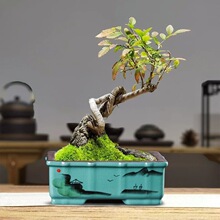 �մ����L��ɰ�L���R�۾Gֲ�辰�쾰������ⅲ��ɽˮ�辰���û���