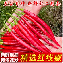 现摘红线椒二荆条红辣椒新鲜辣椒红辣泡椒剁椒农家剁椒酱批发包邮