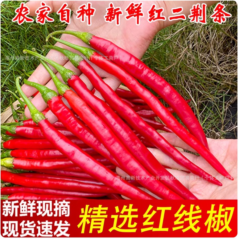现摘红线椒二荆条红辣椒新鲜辣椒红辣泡椒剁椒农家剁椒酱批发包邮