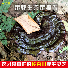 |LɽֱlҰ`֥؛ɽϳ֥ݾȻ250g֥