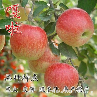 ����8̖�O��������һ̖�Ϸ������Nֲ��̨�t��ʿ�O���箔��Y��