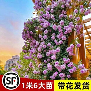 ĸϵ��1.6�������¼��ļ��_���Nޱ����󻨝�������õ���ٱ�����