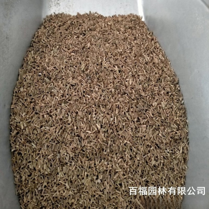 公司批发美女樱种子新净种子草花种子公园道路景观花海工程种子