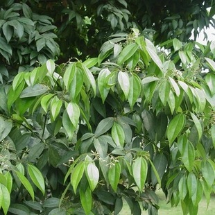 �¿�ͥԺ�e�����ù���� ����ļ������ƙ����]ռ�þG����ľֲ��