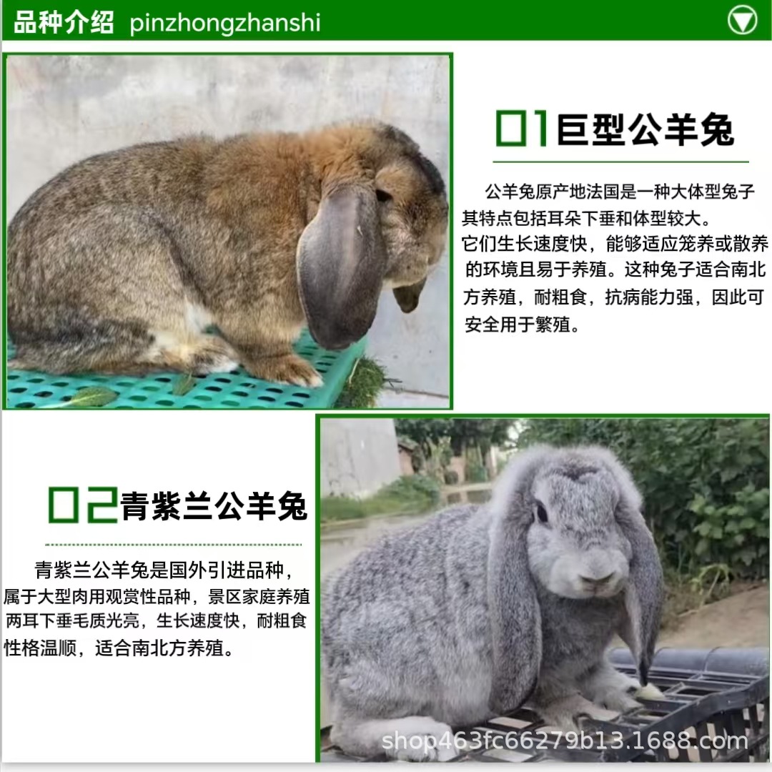 巨型公羊兔养殖基地