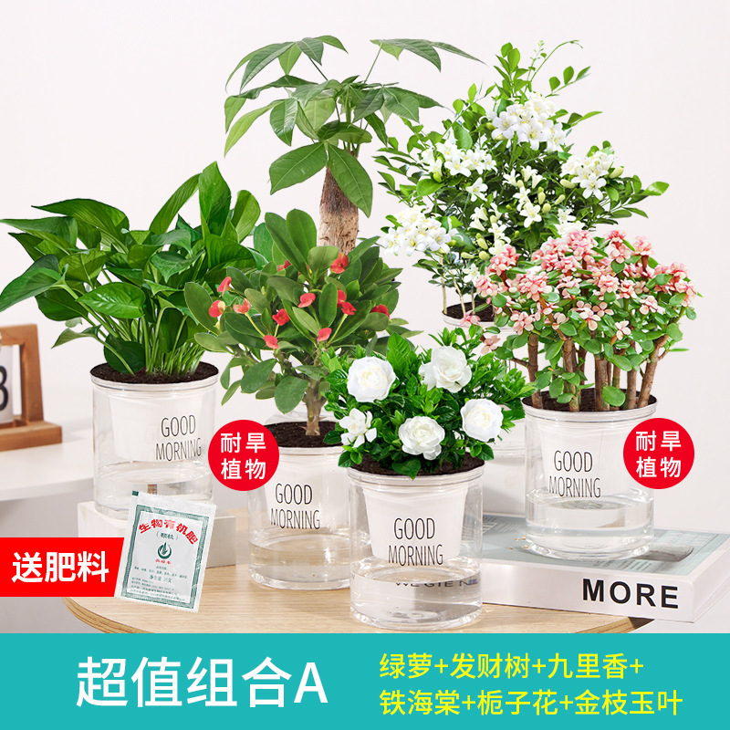 인기와 가성비 좋은 6가지 조합의 포토스 + 머니트리 + 구리향 + 철베고니아 + 치자나무 +