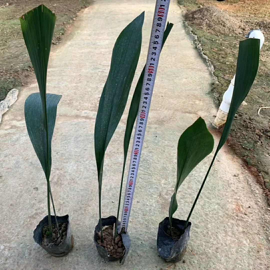 2303 база поставляет листовую орхидею 20-30 см