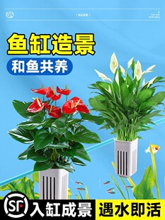 ˮ��ֲ���҃Ⱥ��B�Gֲ�~��ˮ�ݺ��~���B�G�}���F���X���쾰