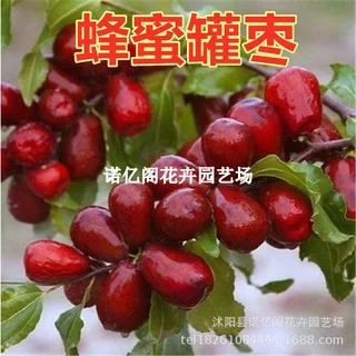 大甜枣树苗蜂蜜罐枣苗 嫁接枣子苗 南北方庭院种植果树苗细脆味甜